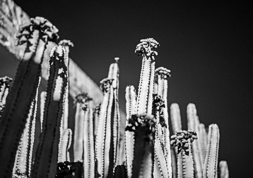 Cactus au clair de lune de Lanzarote
