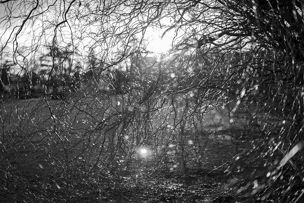 Branches de saule, Nécropole de la Doua Copyright JF LE MAOUT PHOTO