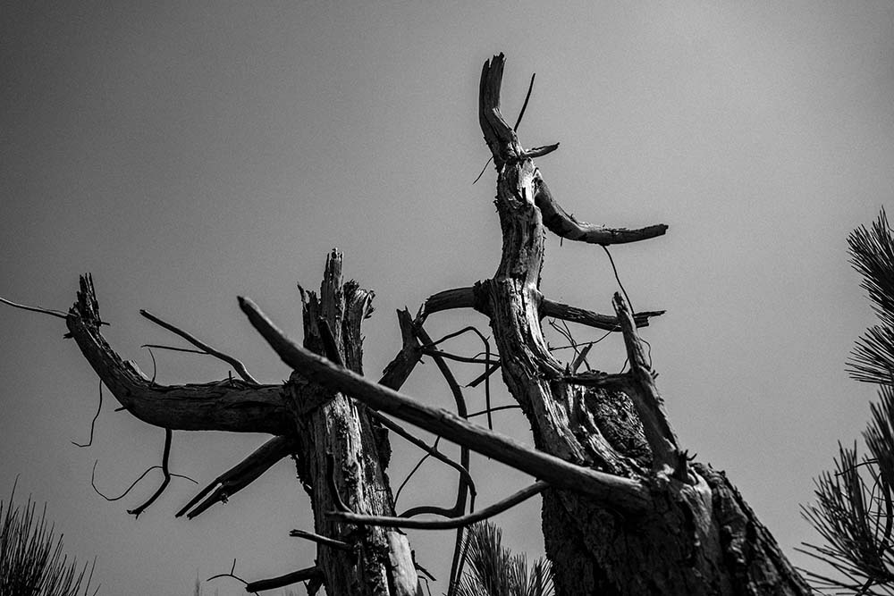 Arbre mort dans la dune, Le Porge Océan Copyright JF LE MAOUT PHOTO