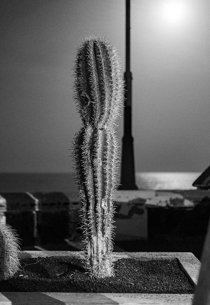 Cactus érigé, Lanzarote Copyright JF LE MAOUT PHOTO