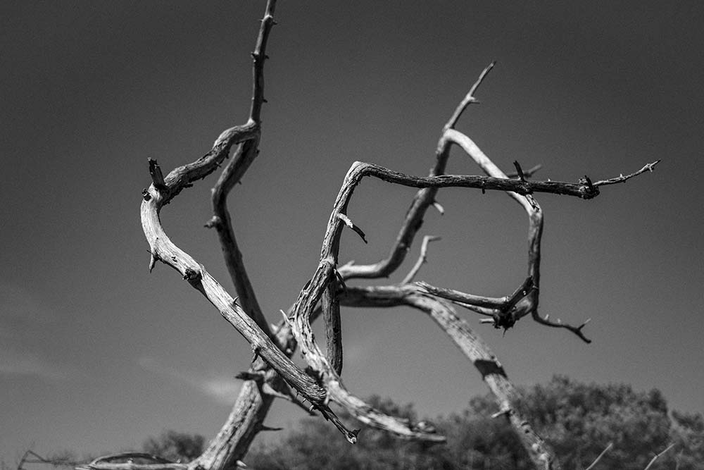 Arbre mort dans la dune, Le Porge Océan Copyright JF LE MAOUT PHOTO
