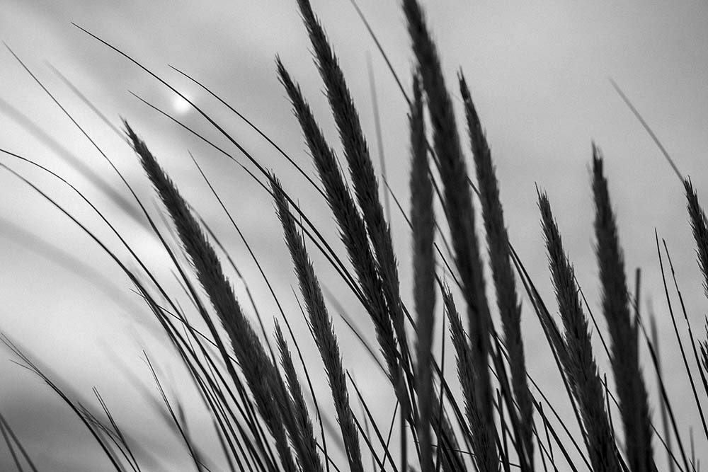 Oyats Copyright JF LE MAOUT PHOTO